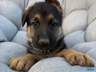 German Shepherd dogs Dale - Ad 26