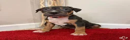 American Bully dogs for sale: American Bully Puppy 7 - Ad 8