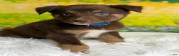 Australian Shepherd dogs for sale: Australian Shepherd Russ - Ad 5