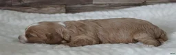 Cavapoo dogs for sale: #3 Female of Tara - Ad 2