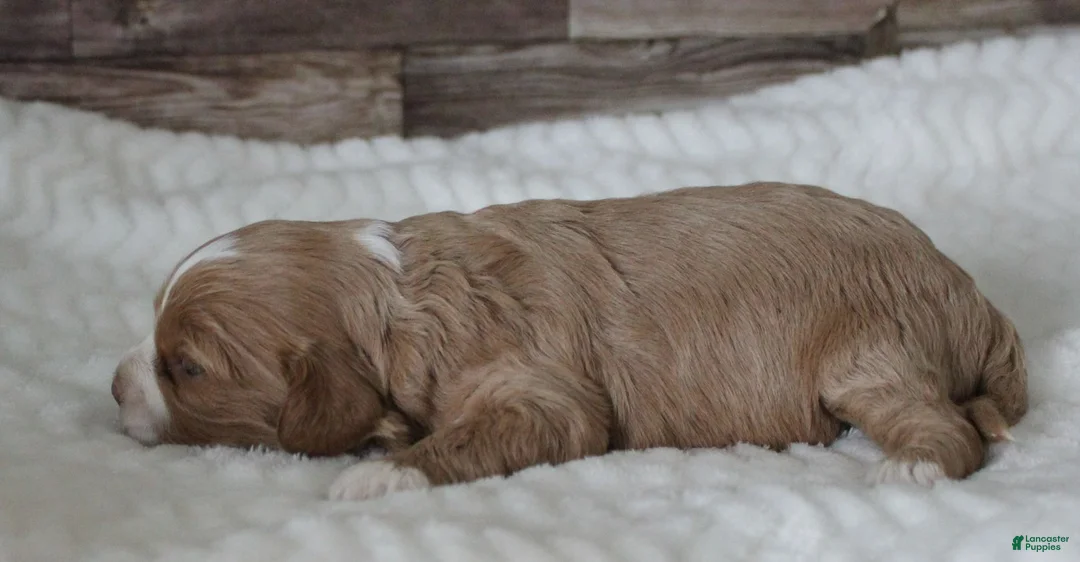 Cavapoo dogs for sale: #3 Female of Tara - Ad 2
