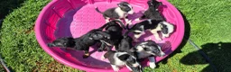 Mixed Breed dogs for sale: Mixed Breed 1 - Ad 6