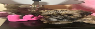 Shih Tzu Puppy 4