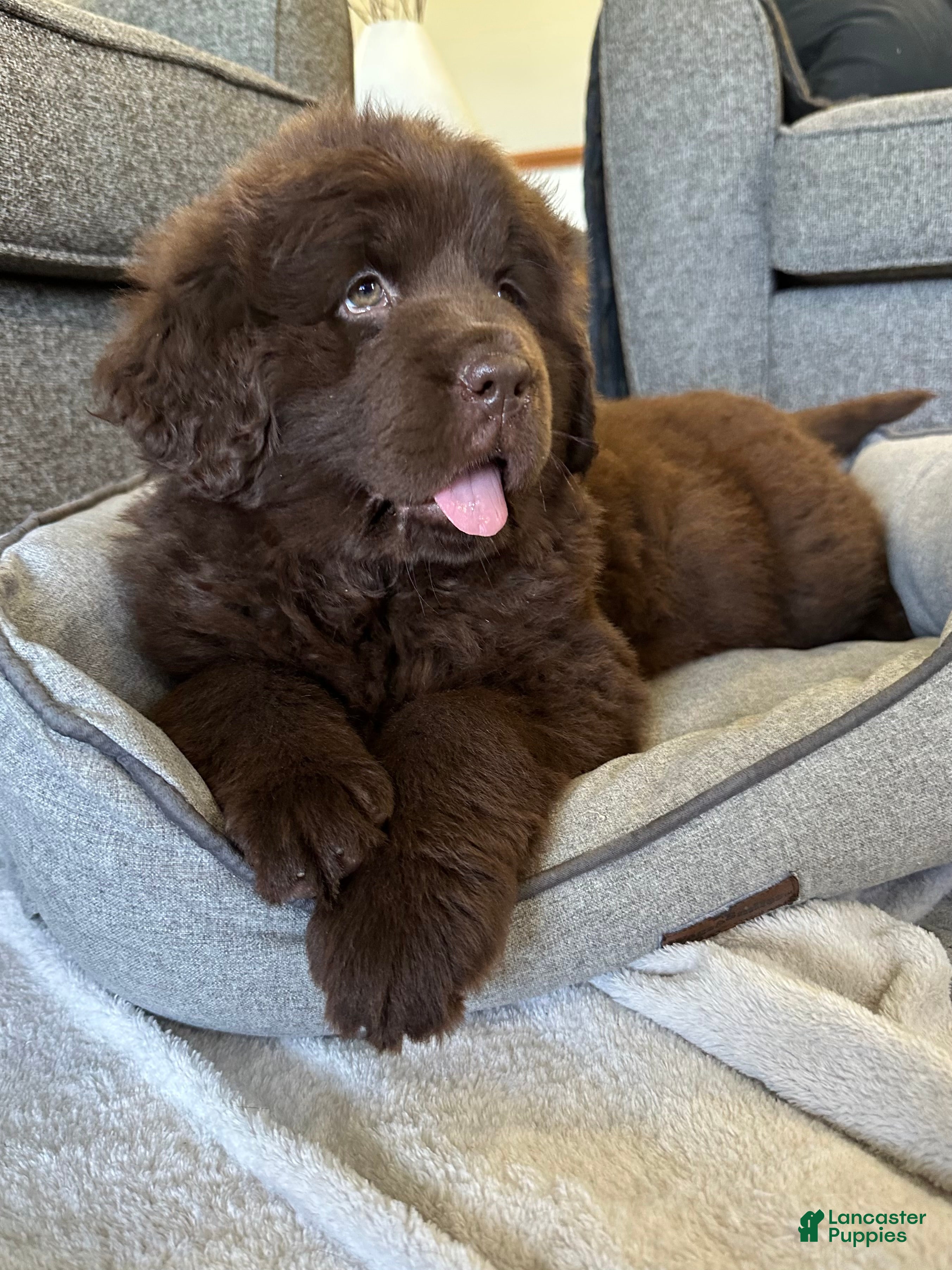 Newfoundland dogs “ Coco ” OFA, CH, AKC - Ad 1