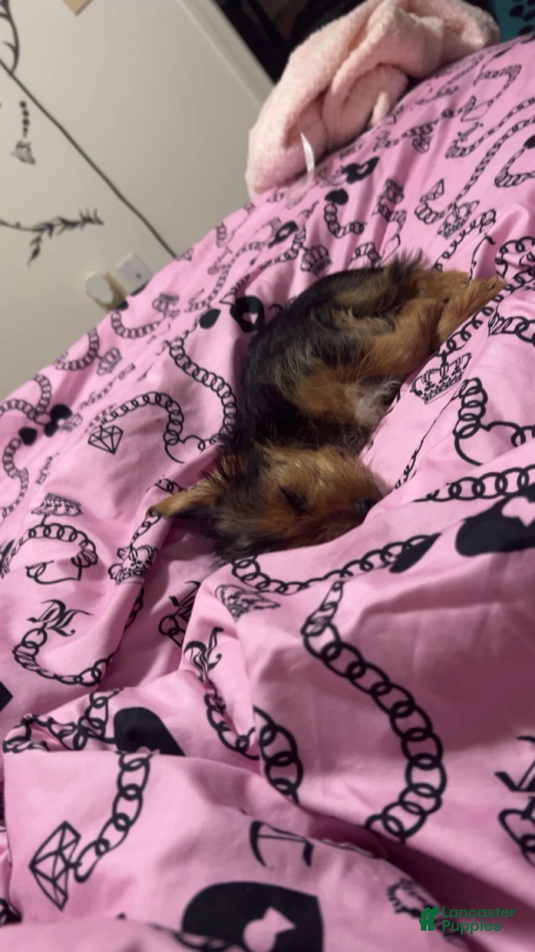 Yorkshire Terrier dogs for sale: Yorkshire Terrier 1 - Ad 4