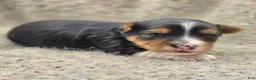 Yorkshire Terrier dogs for sale: Sunny - Ad 11
