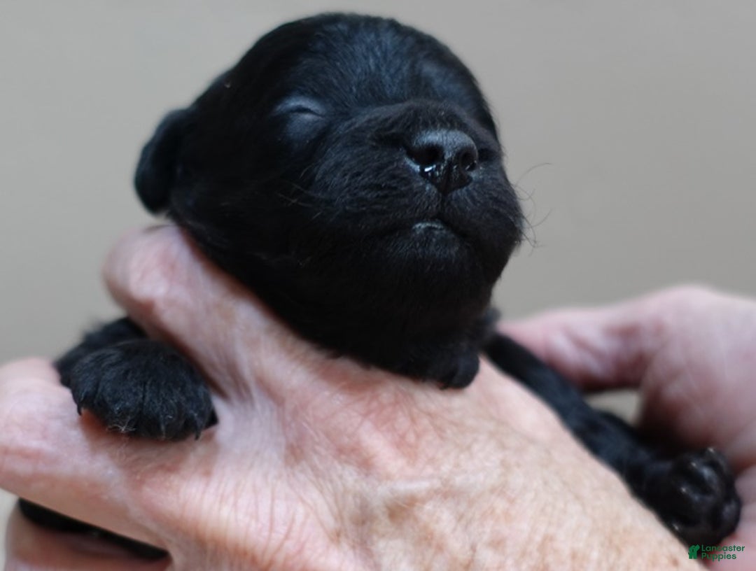 Toy Poodle dogs for sale: Benny - Ad 8