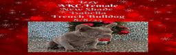 French Bulldog dogs for sale: 🐾 “Izzy the Velvet Queen: Blue-Eyed Beauty with Boss Energy & Breeding Potential” - Ad 6