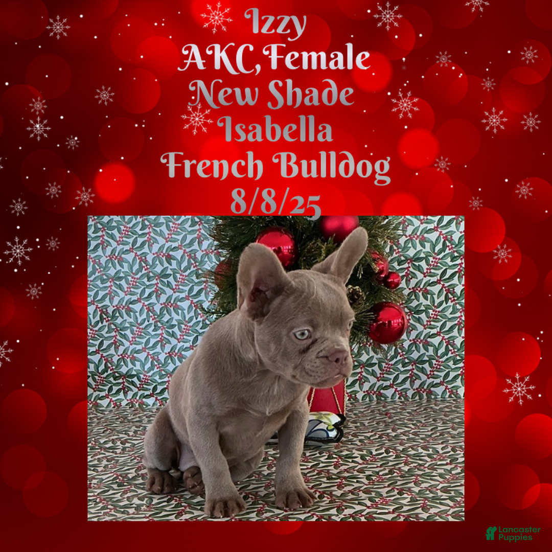 French Bulldog dogs for sale: 🐾 “Izzy the Velvet Queen: Blue-Eyed Beauty with Boss Energy & Breeding Potential” - Ad 6