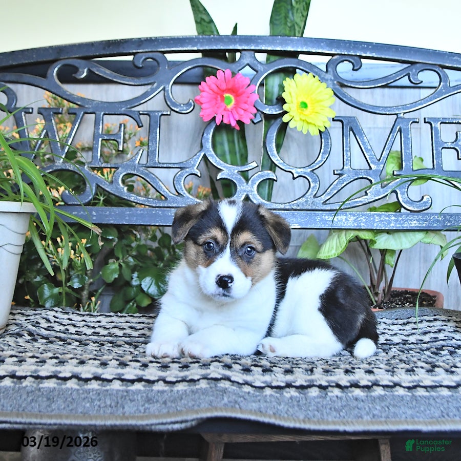 Welsh Corgi Pembroke dogs Samantha - Ad 2