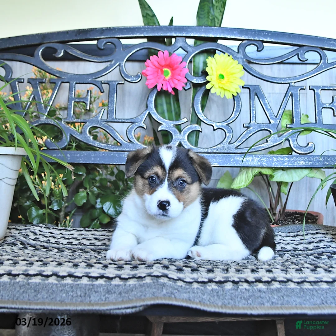 Welsh Corgi Pembroke dogs for sale: Samantha - Ad 2