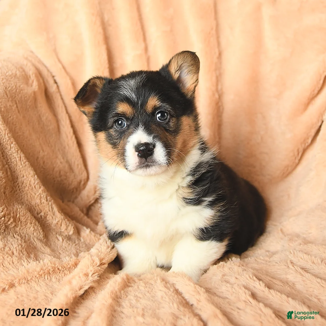Welsh Corgi Pembroke dogs for sale: Diamond - Ad 1