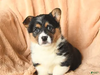 Welsh Corgi Pembroke dogs Diamond - Ad 8