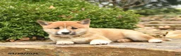 Shiba Inu dogs for sale: Diamond  - Ad 4