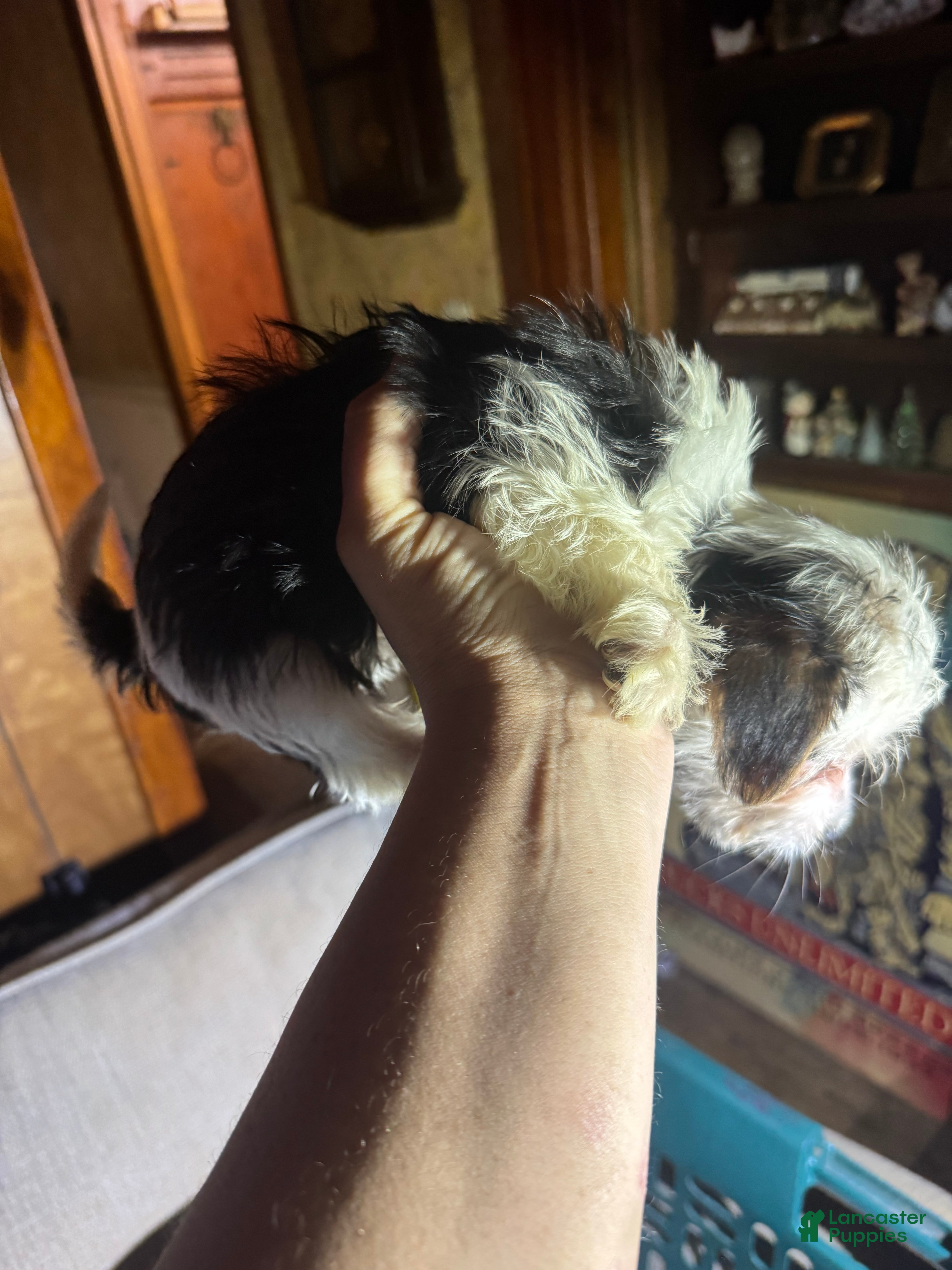 Yorkshire Terrier dogs Yorkshire Terrier 4 - Ad 34