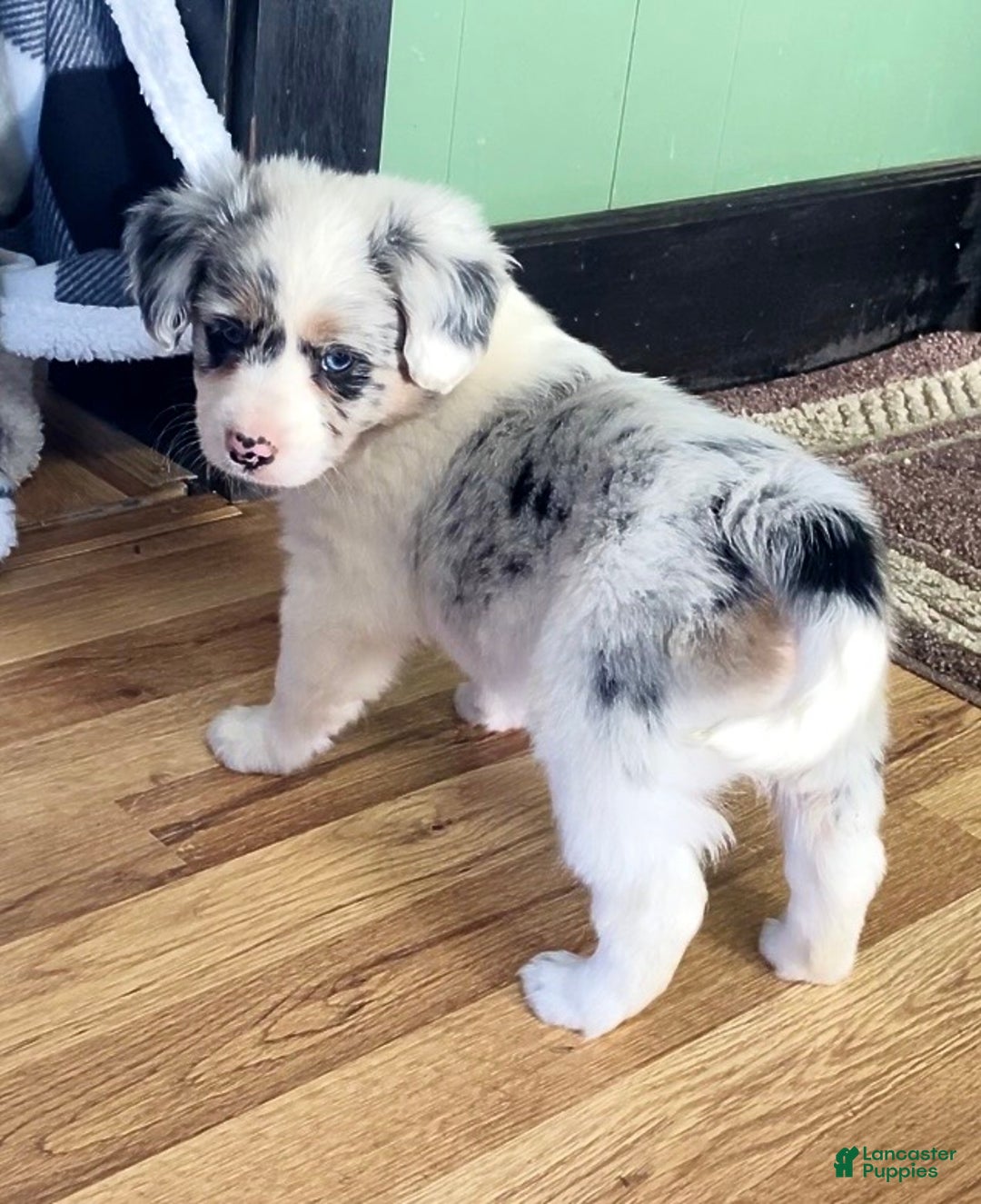 Mini Aussiedoodle dogs for sale: Millie - Ad 3