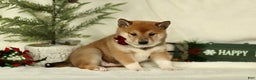 Shiba Inu dogs for sale: Bella - Ad 3