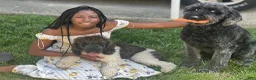 Bordoodle dogs for sale: Roxy - Ad 18