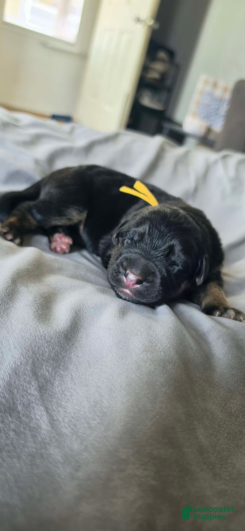 German Shepherd dogs Hela- Yella Collar - Ad 1