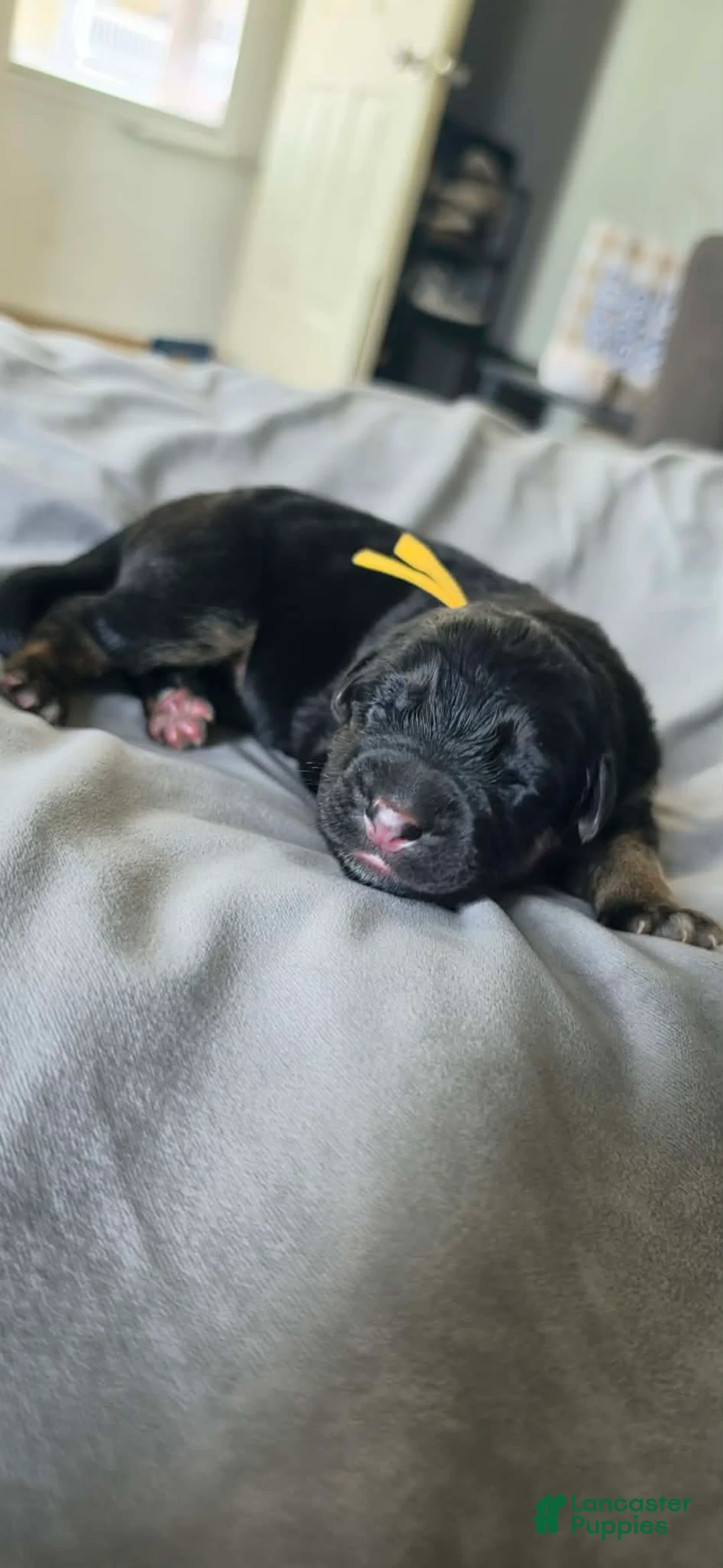 German Shepherd dogs for sale: Hela- Yella Collar - Ad 1