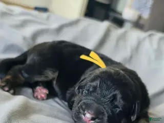 German Shepherd dogs for sale: Hela- Yella Collar - Ad 3