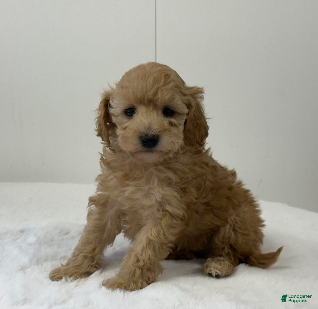 Mini Goldendoodle dogs for sale: Penelope  - Ad 5