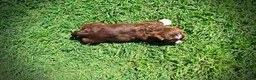 Havapoo dogs for sale: Tootsie - Ad 7
