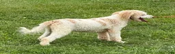 Mini Goldendoodle dogs for sale: Spirit - Ad 6