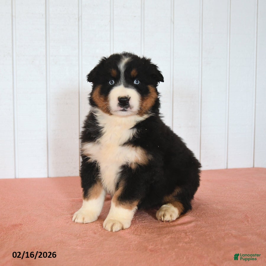 Australian Shepherd dogs Niko - Ad 1
