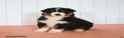 Australian Shepherd dogs for sale: Niko - Ad 1