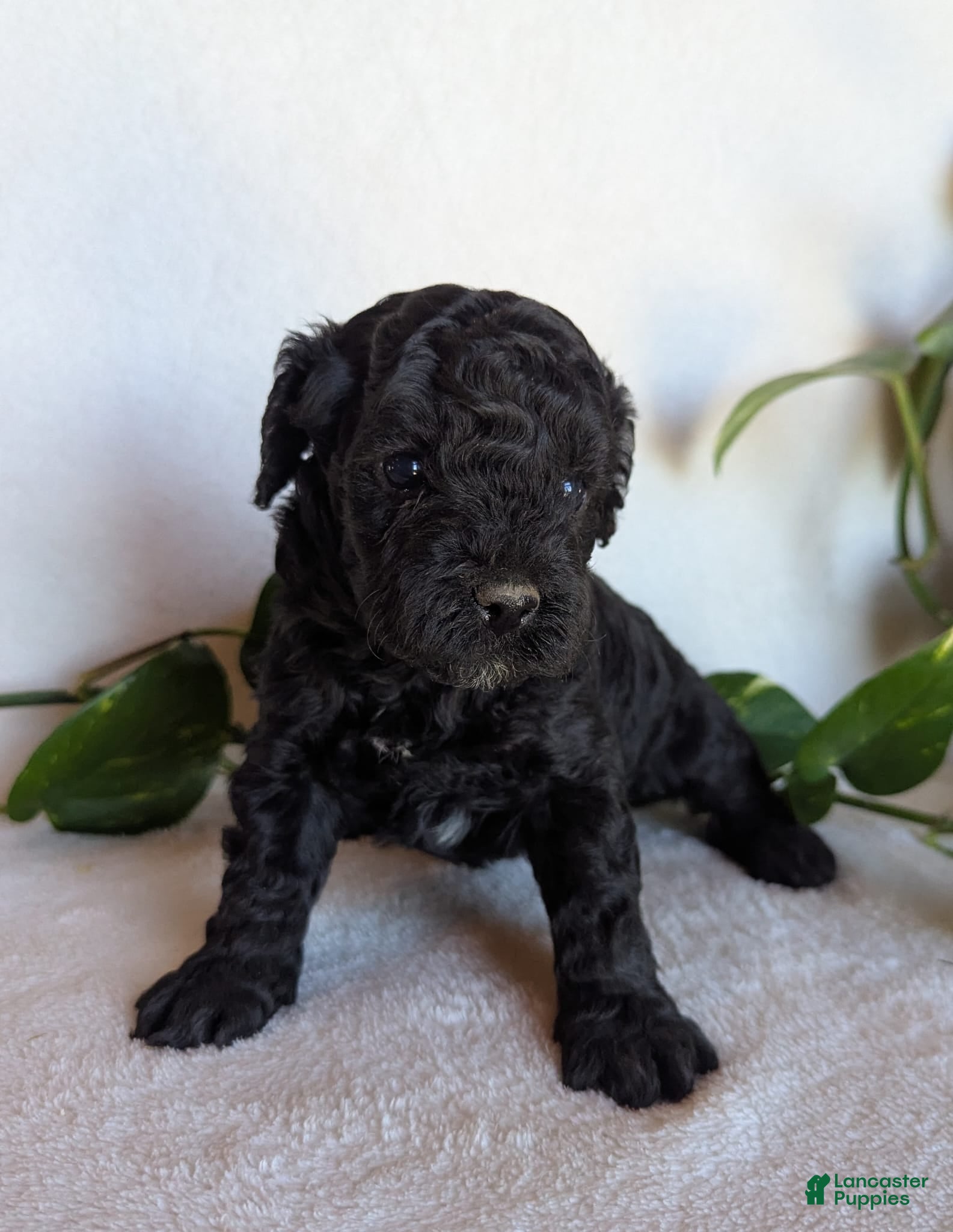 Cockapoo dogs for sale: Della F1B - Ad 2