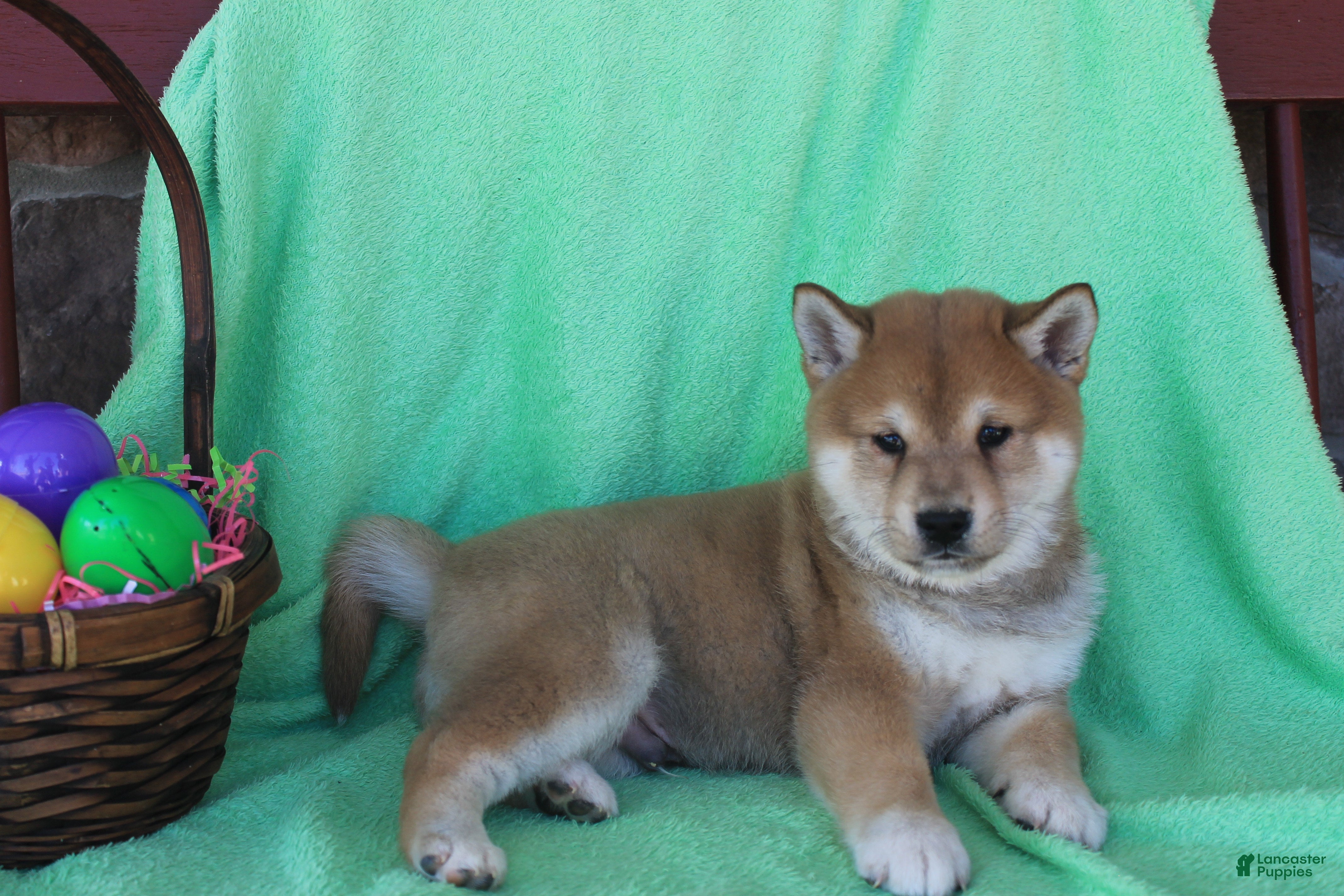 Shiba Inu dogs Gaston - Ad 1