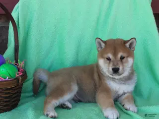 Shiba Inu dogs for sale: Gaston - Ad 2