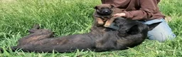 Mixed Breed dogs for sale: Mamas Boy - Ad 2