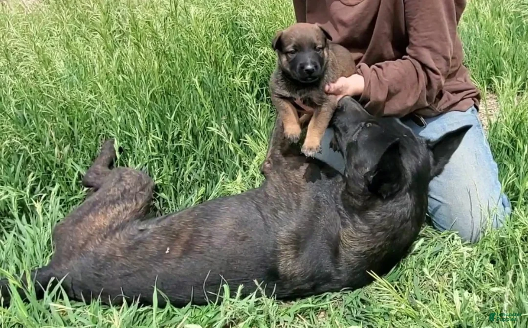 Mixed Breed dogs for sale: Mamas Boy - Ad 2