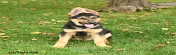 German Shepherd dogs for sale: Maverick - Ad 5