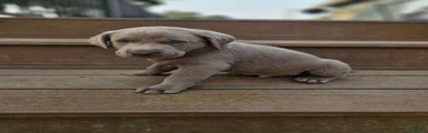 Labrador Retriever 1