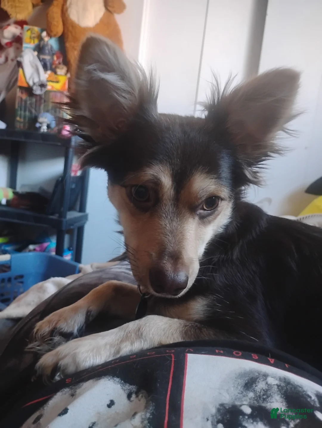 Mixed Breed dogs for sale: Mixed Breed Puppy 2 - Ad 2