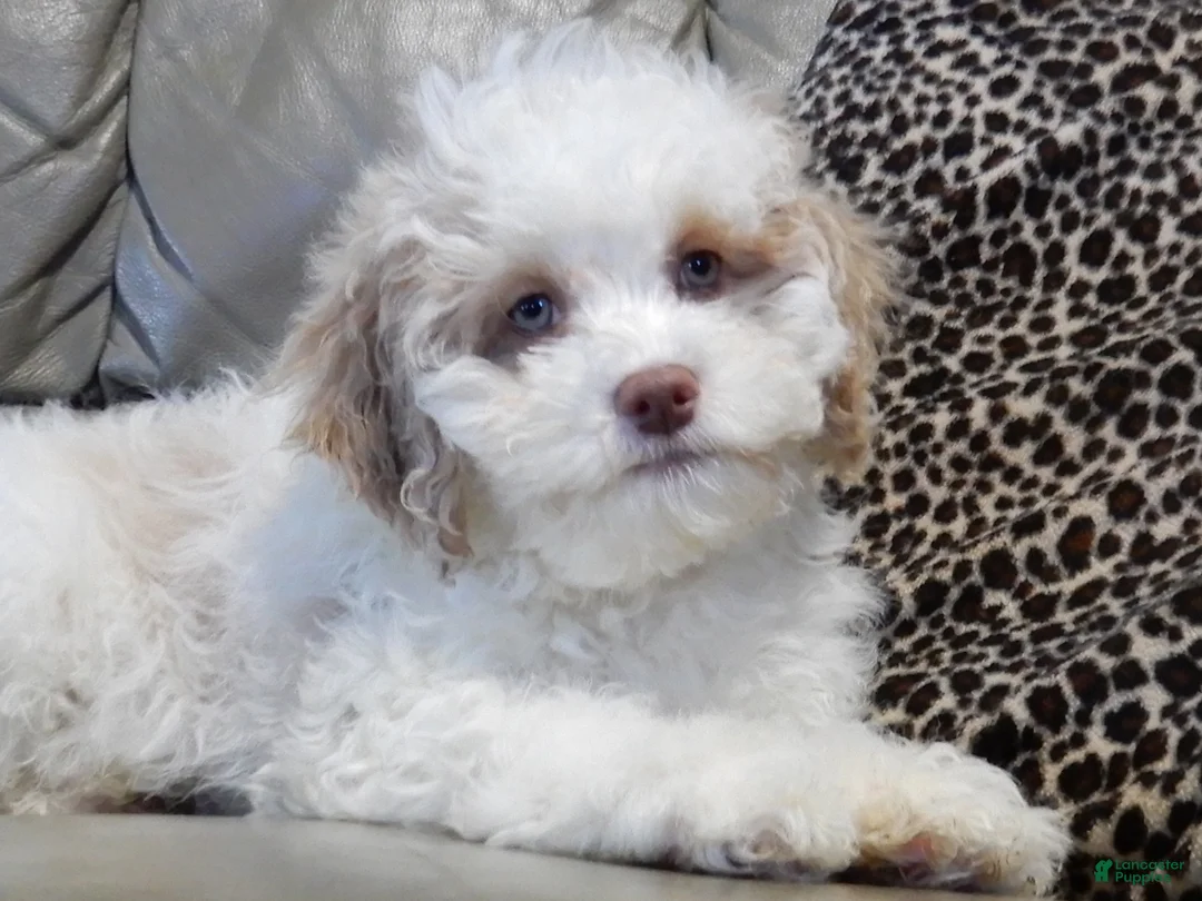 Cockapoo dogs for sale: Mickey - Ad 6