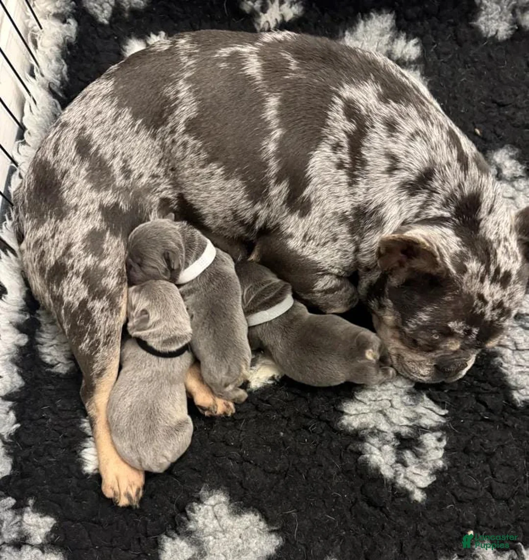 French Bulldog dogs for sale: Lora - Ad 2