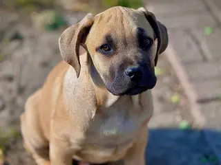 Cane Corso dogs Cane Corso Puppy 2 - Ad 38