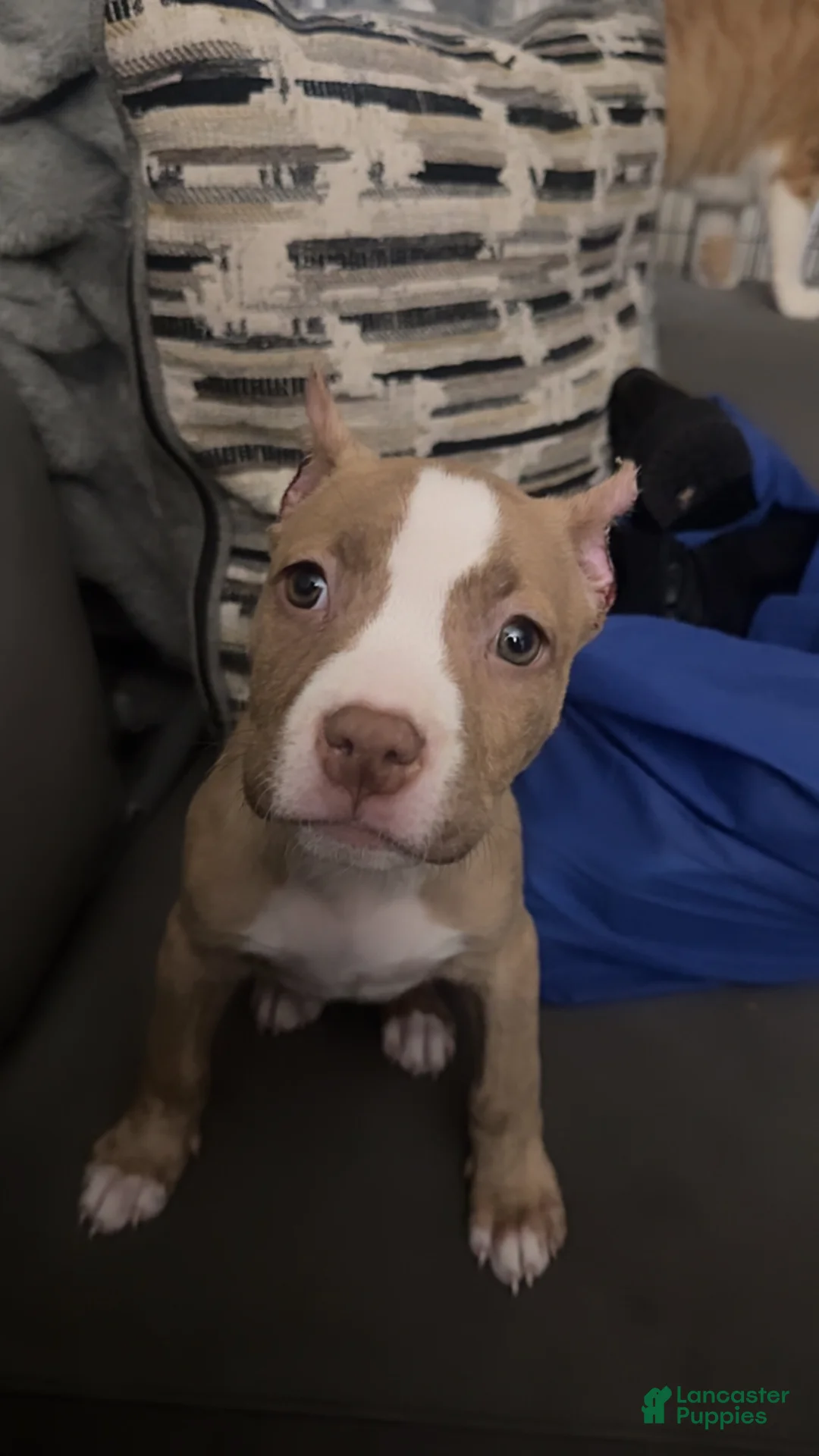 American Bully dogs for sale: American Bully Puppy 5 - Ad 1