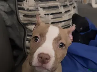 American Bully dogs American Bully Puppy 5 - Ad 10