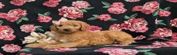 Cavapoo dogs for sale: Adrianna Hypoallergenic - Ad 6