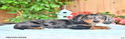 Miniature Dachshund dogs for sale: Quinn - Ad 3