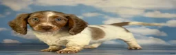Miniature Dachshund dogs for sale: Plum Dappled LH on hold  - Ad 3