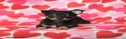 Chihuahua dogs for sale: Pal  - Ad 4