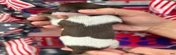 German Shorthaired Pointer dogs for sale: Merica - Ad 2
