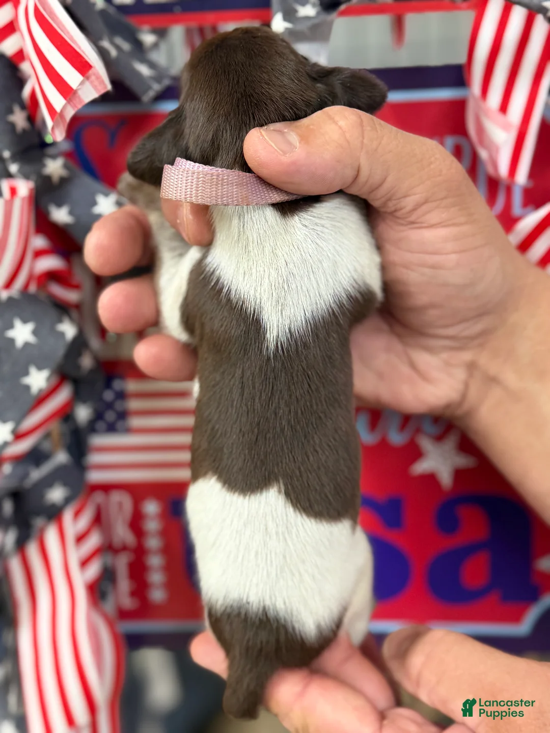 German Shorthaired Pointer dogs for sale: Merica - Ad 2