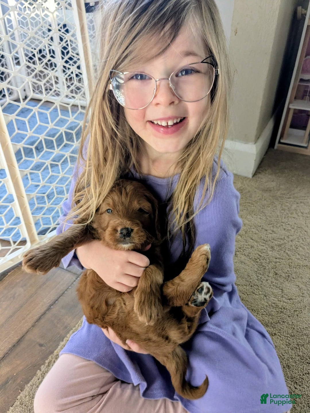 Goldendoodle dogs for sale: Golden Mountain Doodle Puppy 1 - Ad 2